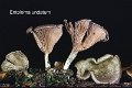 Entoloma undatum-amf781-1